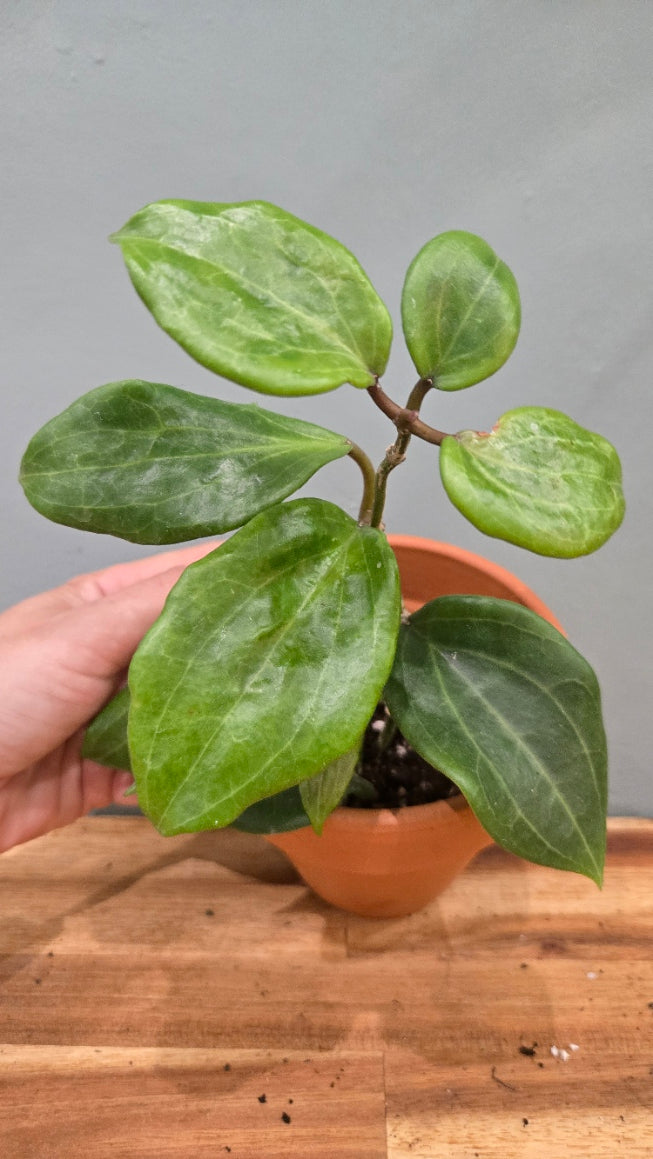 Hoya Quinquernervia