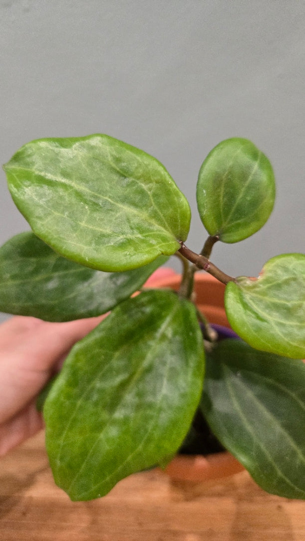 Hoya Quinquernervia