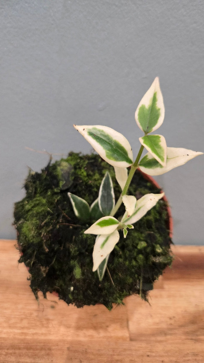 HOYA BELLA ALBOMARGINATA