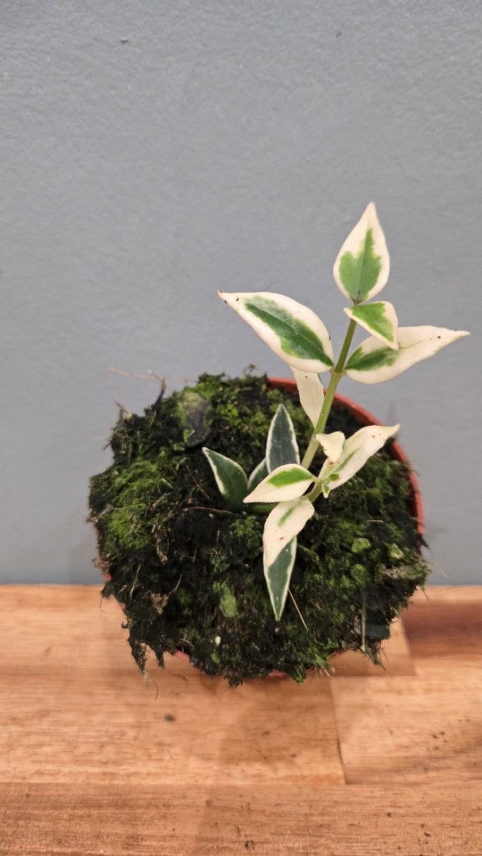 HOYA BELLA ALBOMARGINATA