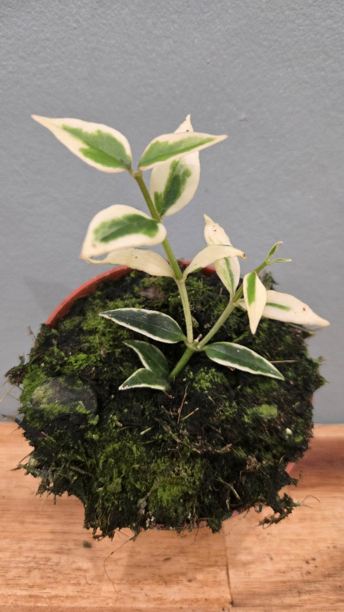 HOYA BELLA ALBOMARGINATA