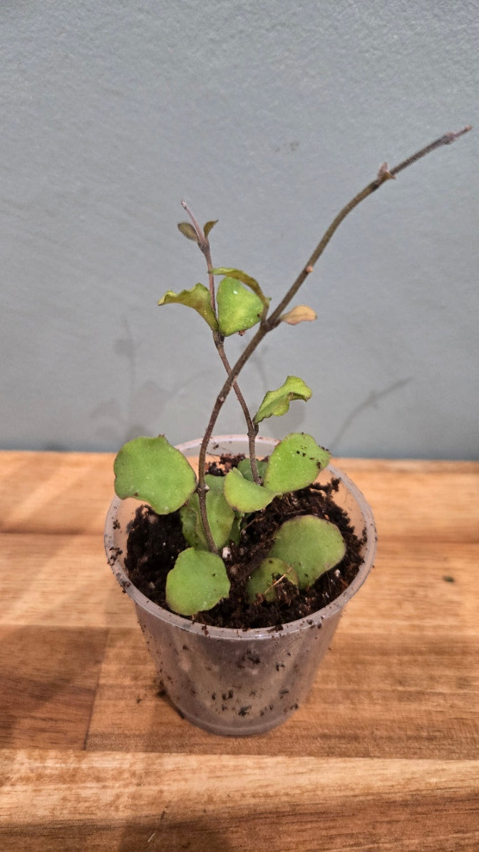 HOYA KANYAKUMARIANA