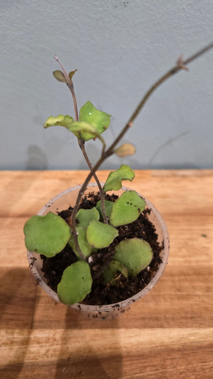 HOYA KANYAKUMARIANA