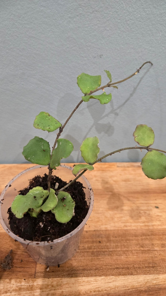 HOYA KANYAKUMARIANA