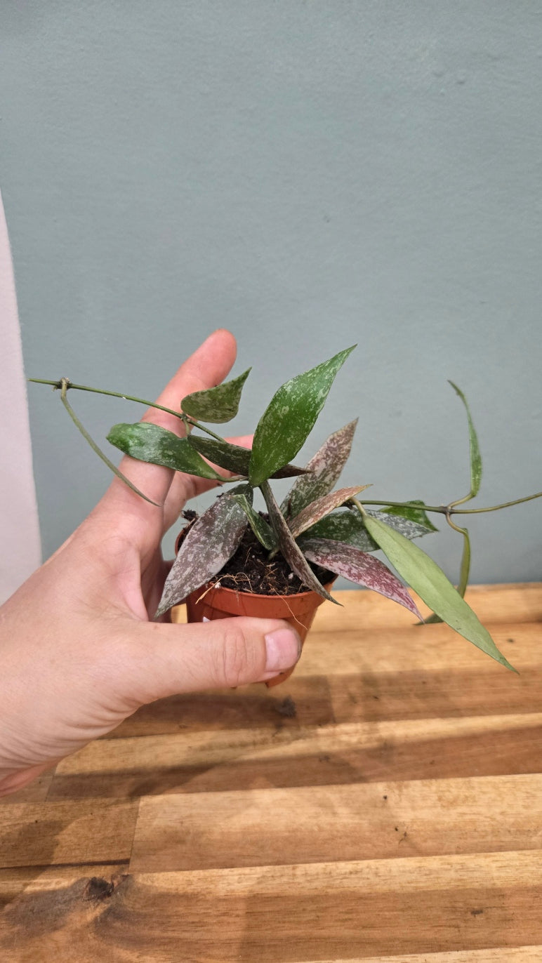 HOYA SP LAOS