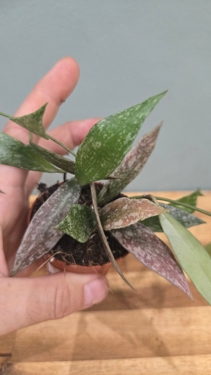 HOYA SP LAOS