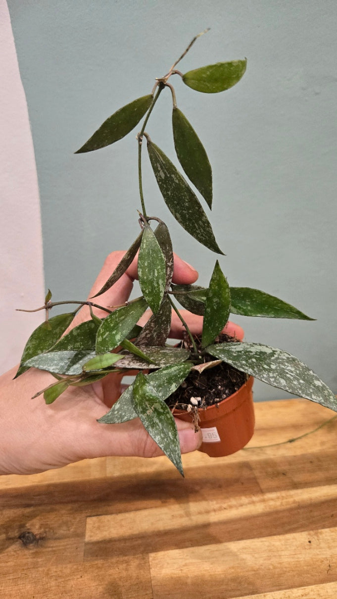 HOYA SP LAOS