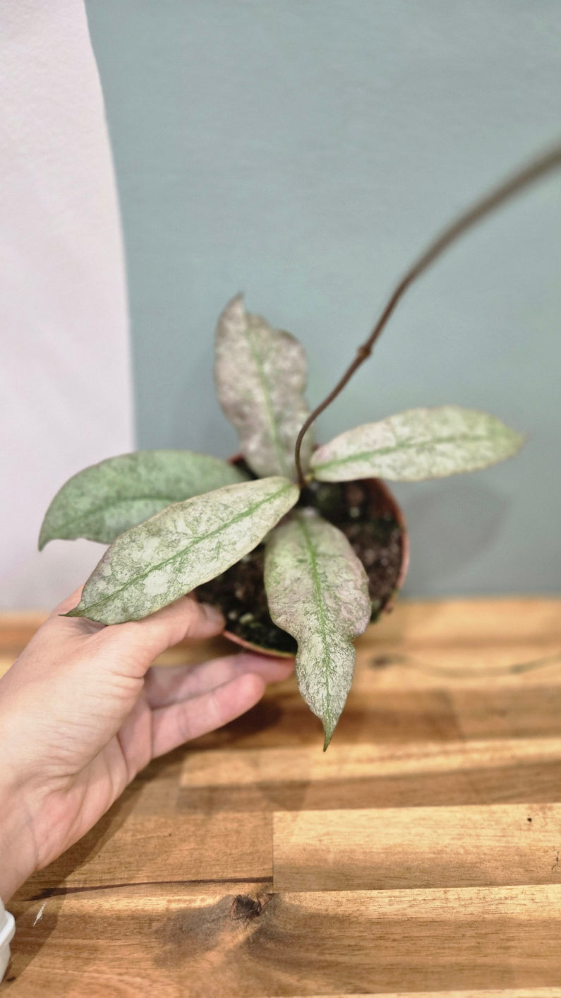 HOYA MITRATA SILVER