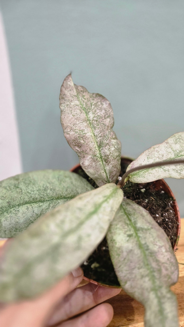 HOYA MITRATA SILVER