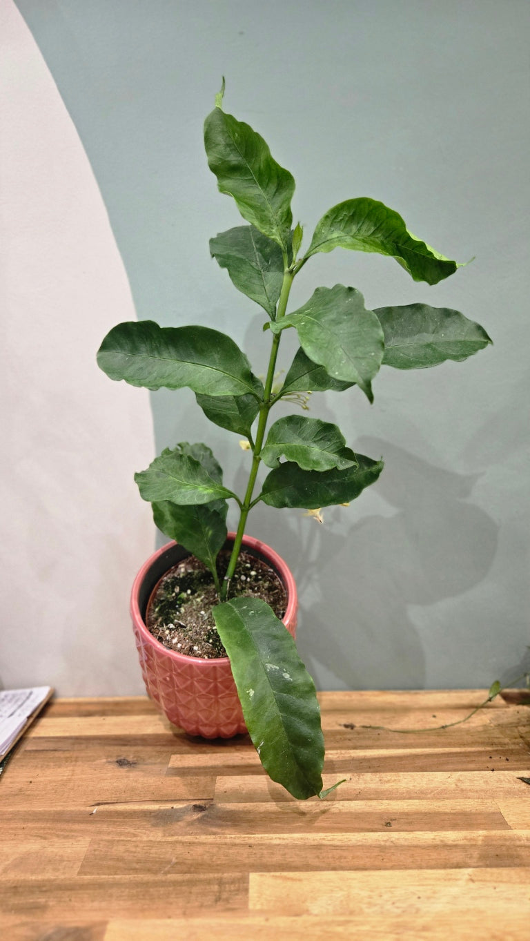 HOYA MULTIFLORA