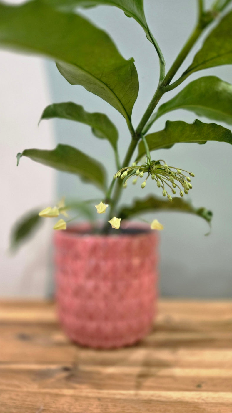 HOYA MULTIFLORA