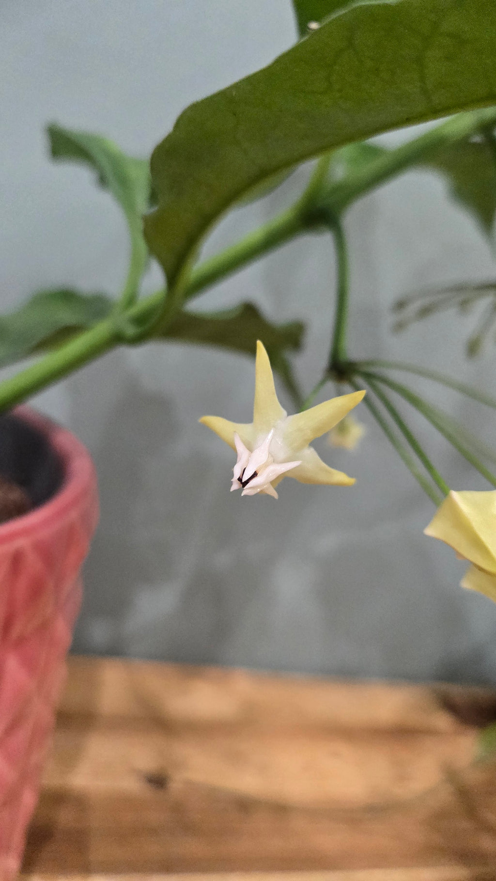 HOYA MULTIFLORA