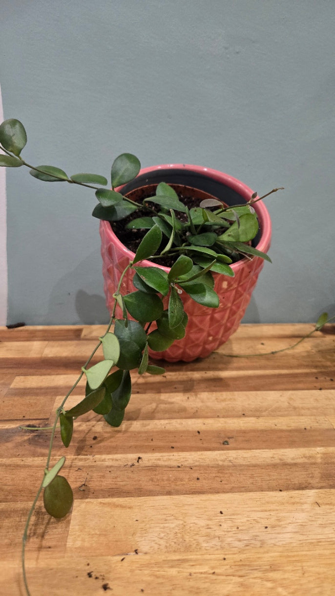 HOYA PANCHOI