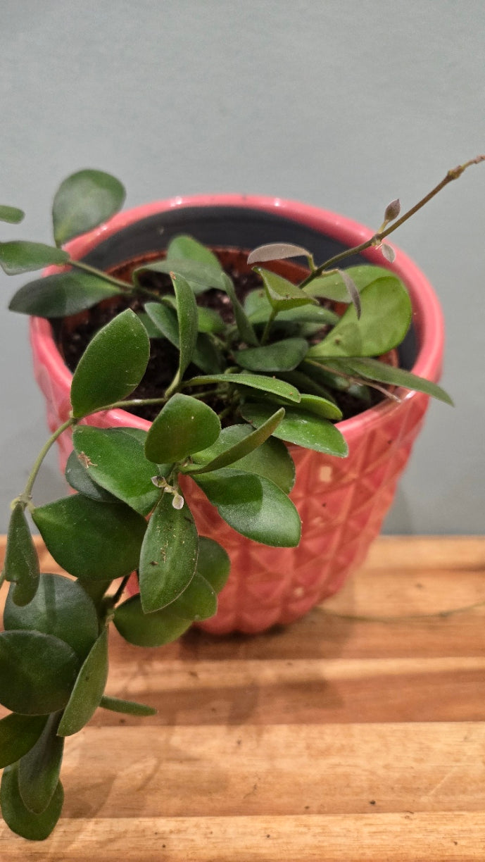HOYA PANCHOI
