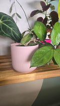 CACHE POT ROSE PALE