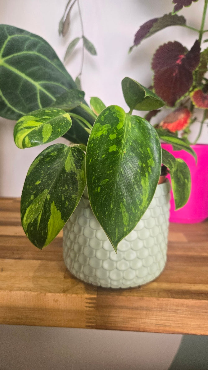 CACHE POT VERT PALE