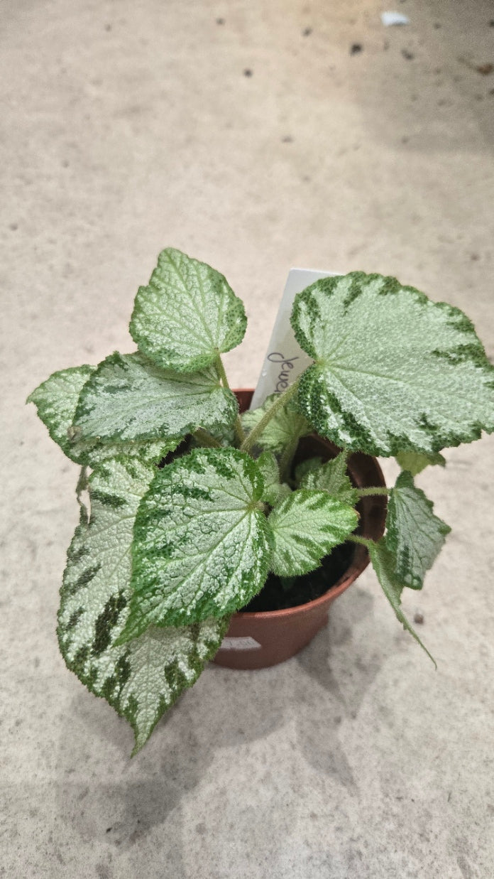 LOT DE BEGONIA POUR SONIA D