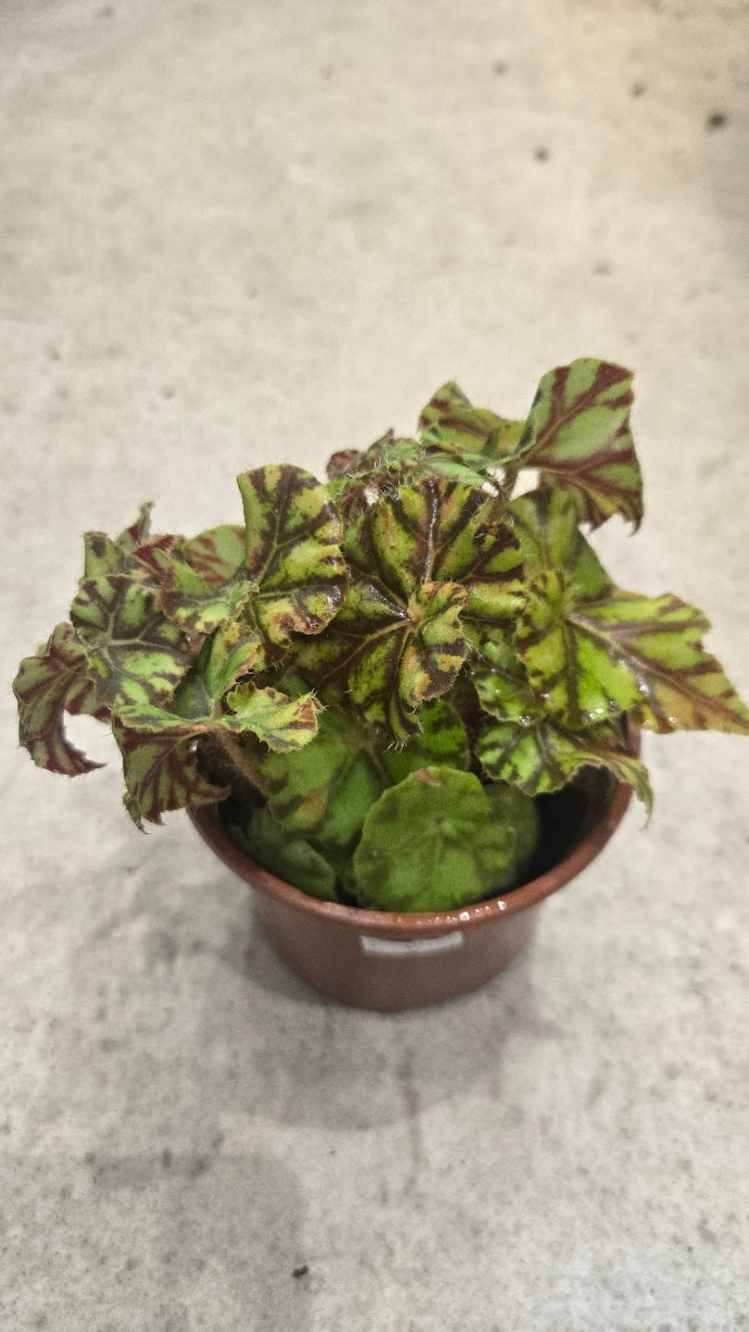 LOT DE BEGONIA POUR SONIA D