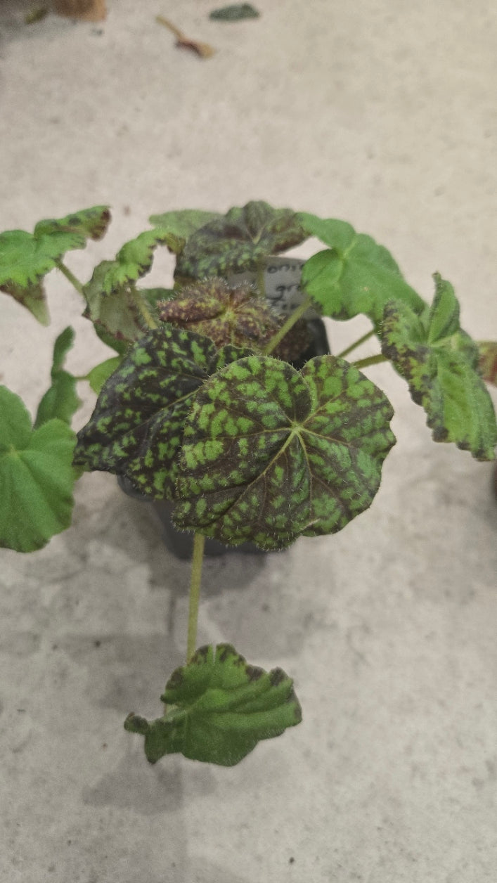 LOT DE BEGONIA POUR SONIA D