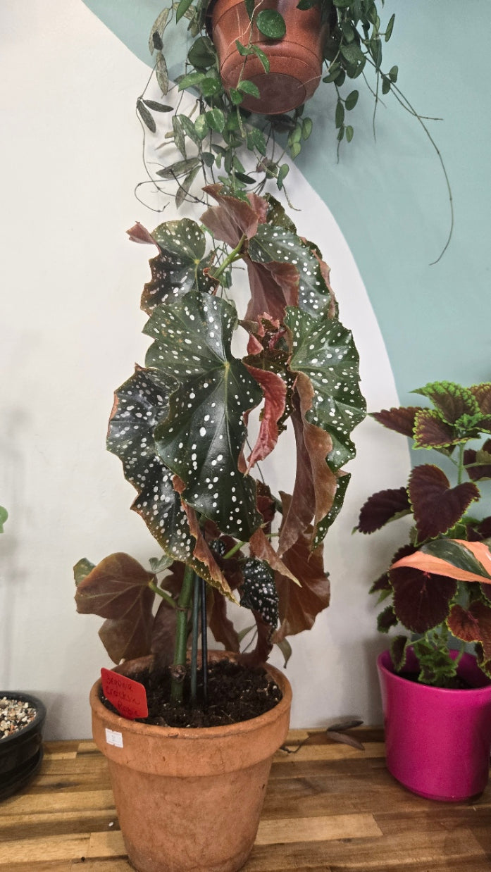 BEGONIA CRACKLIN ROSIE