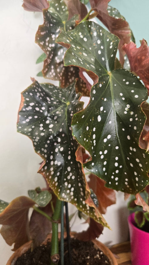 BEGONIA CRACKLIN ROSIE
