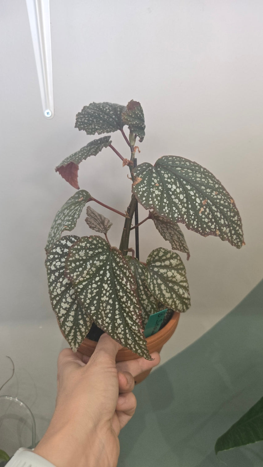 begonia Snowcap