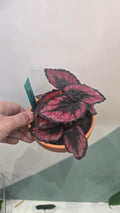 BEGONIA RED KISS