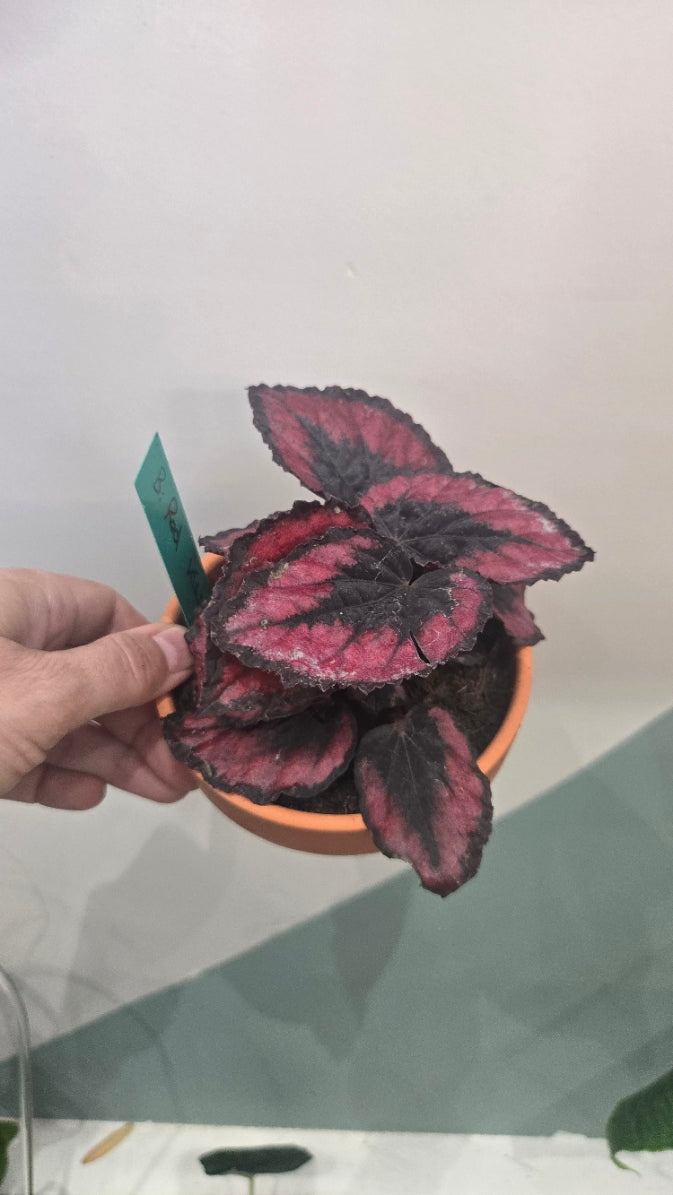 BEGONIA RED KISS