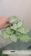 begonia fever