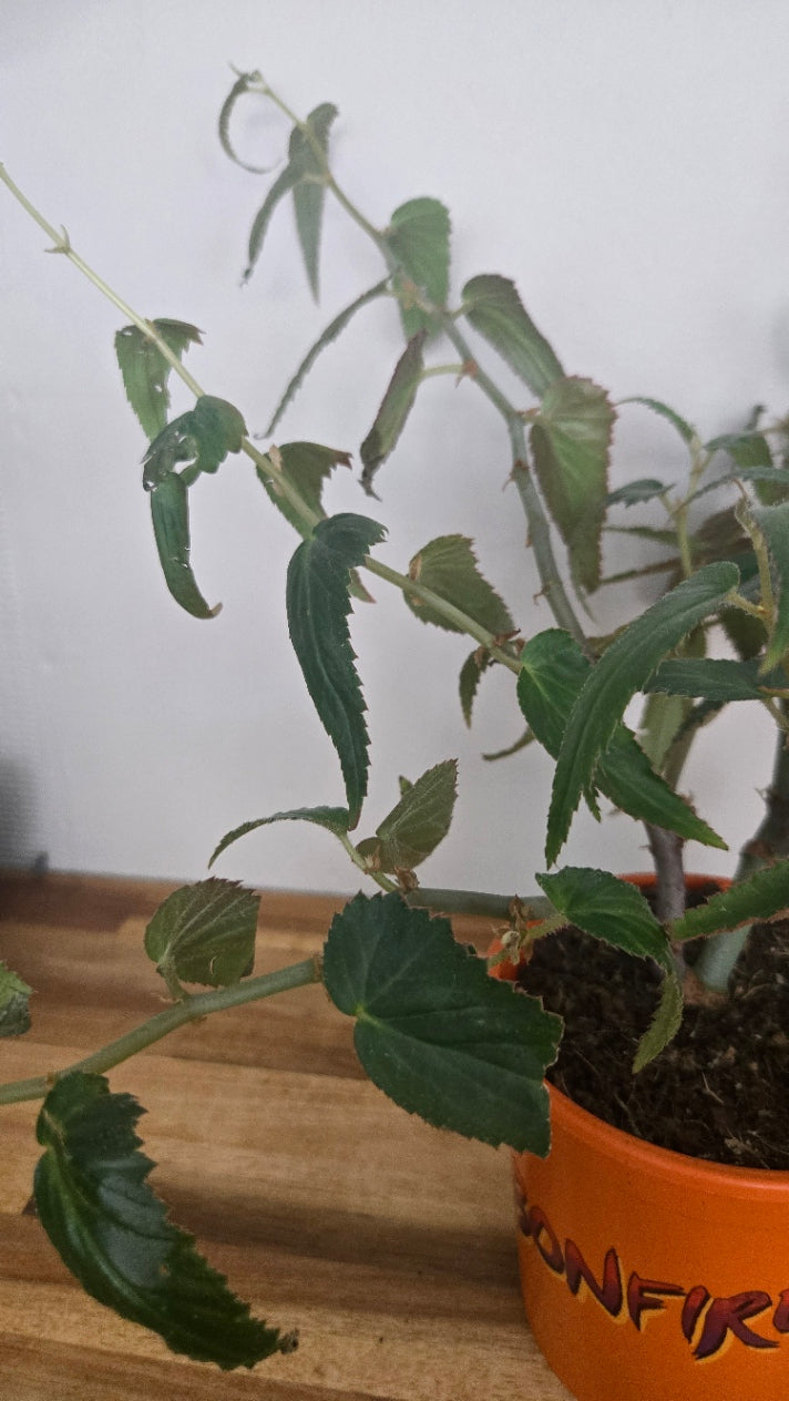 begonia acetosella