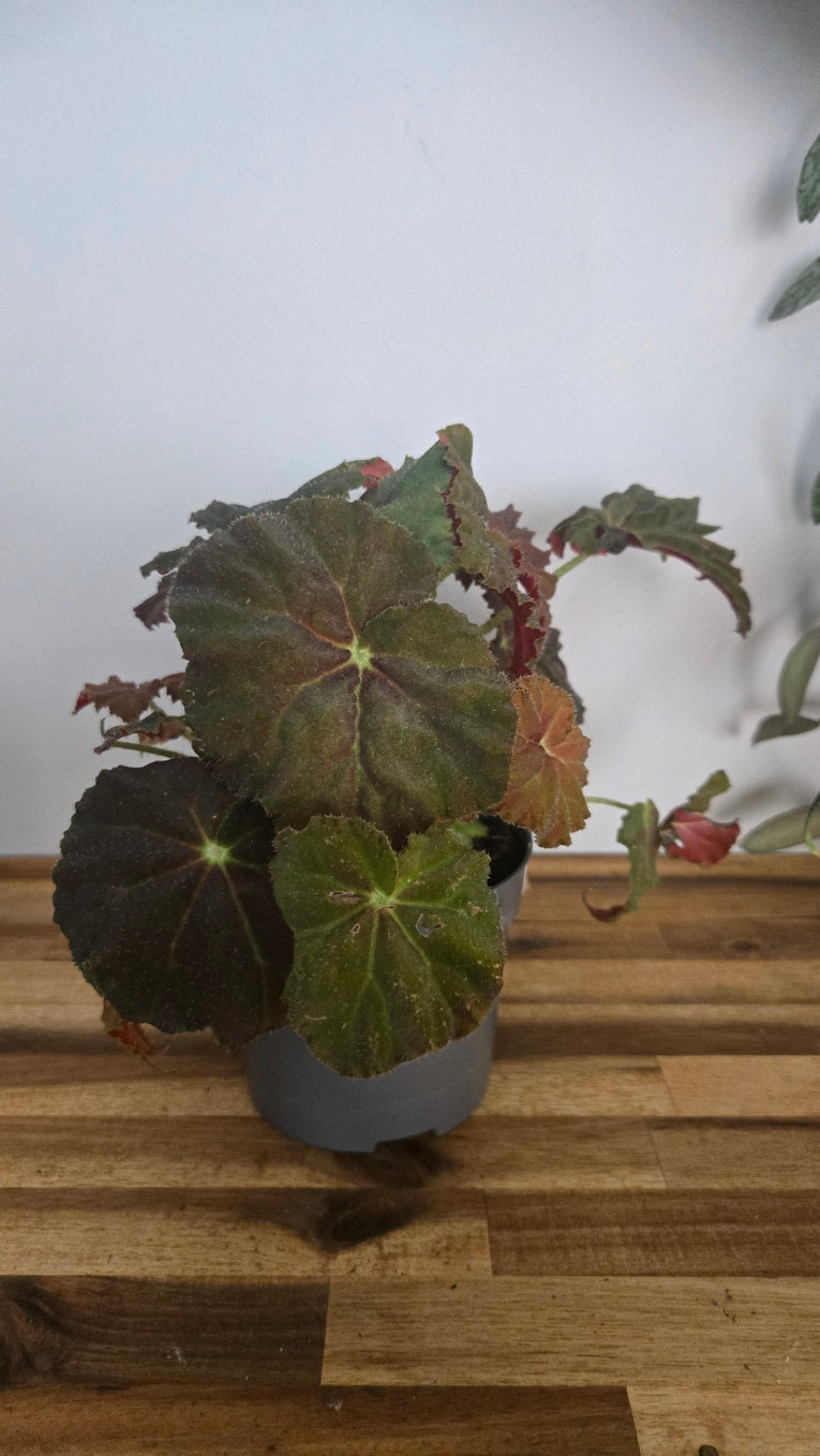 begonia automne amber