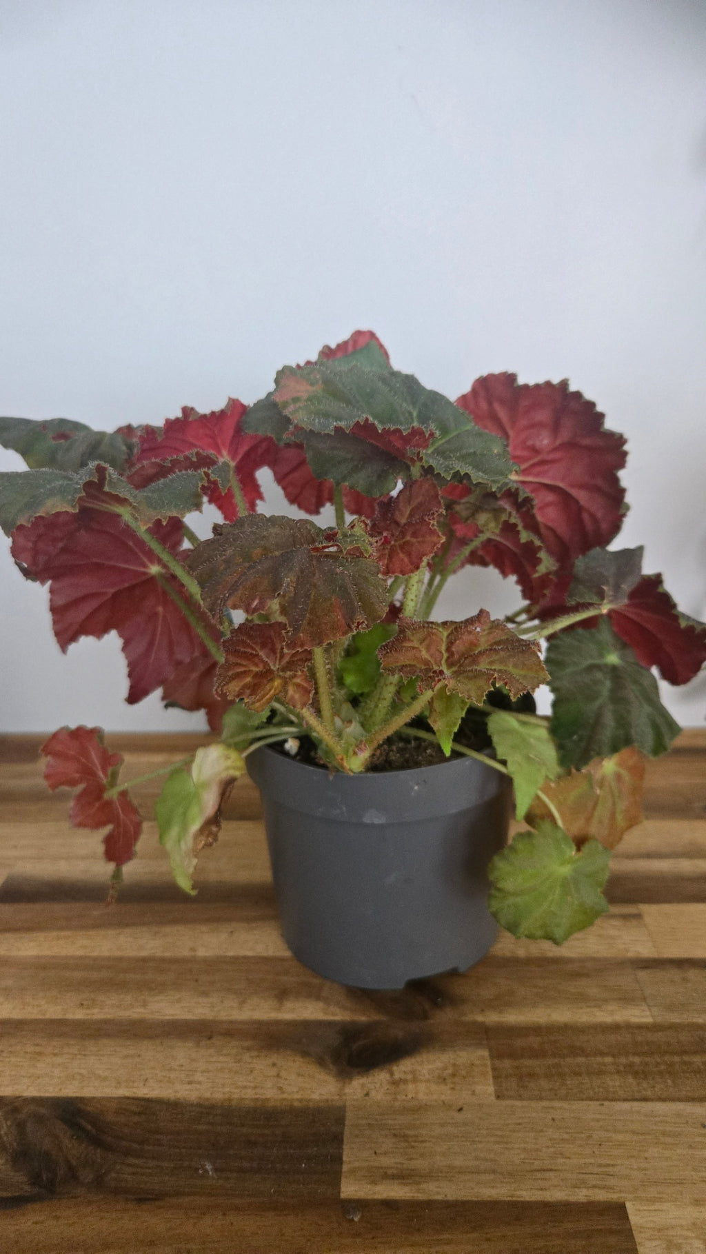 begonia automne amber