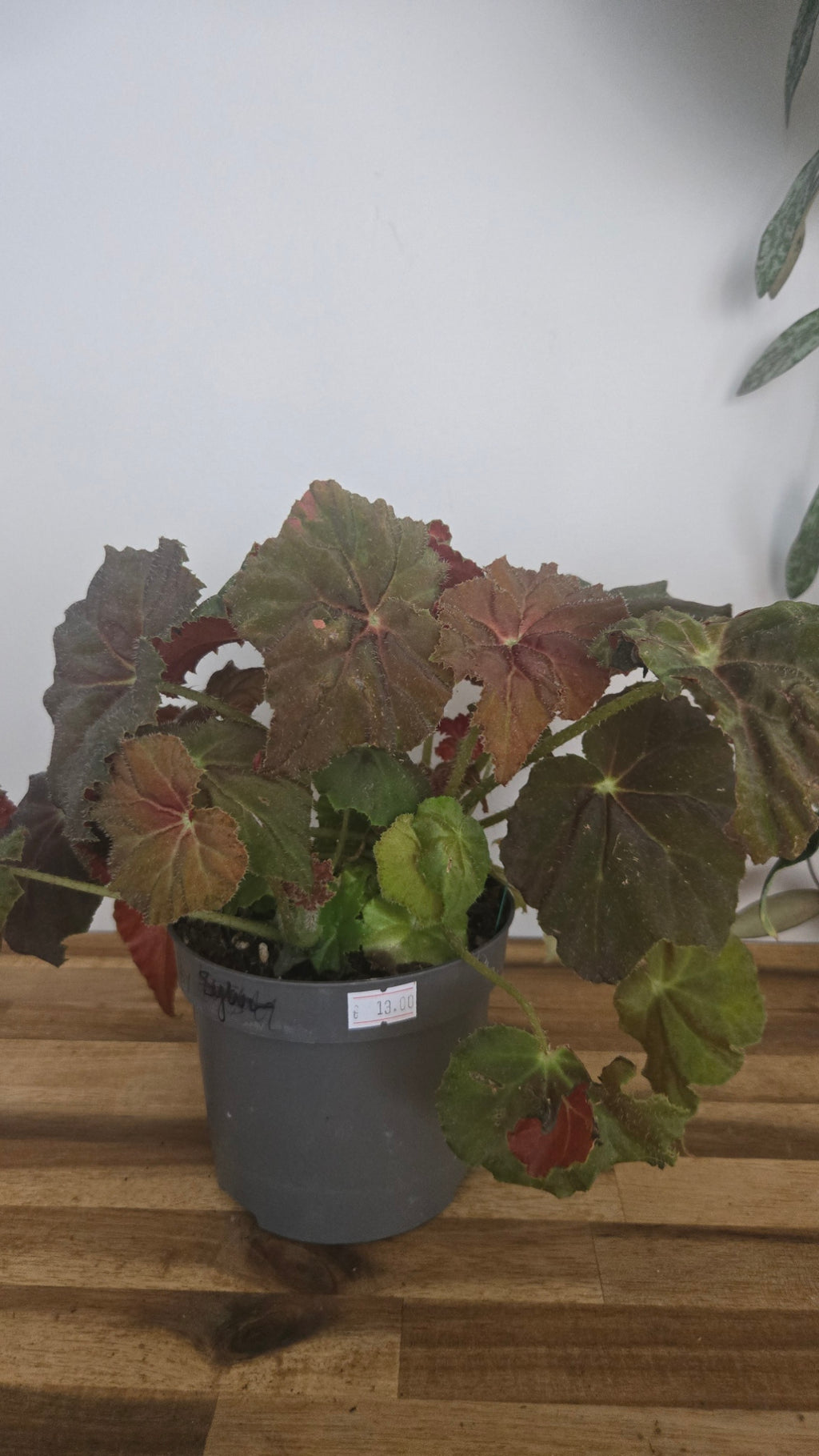 begonia automne amber
