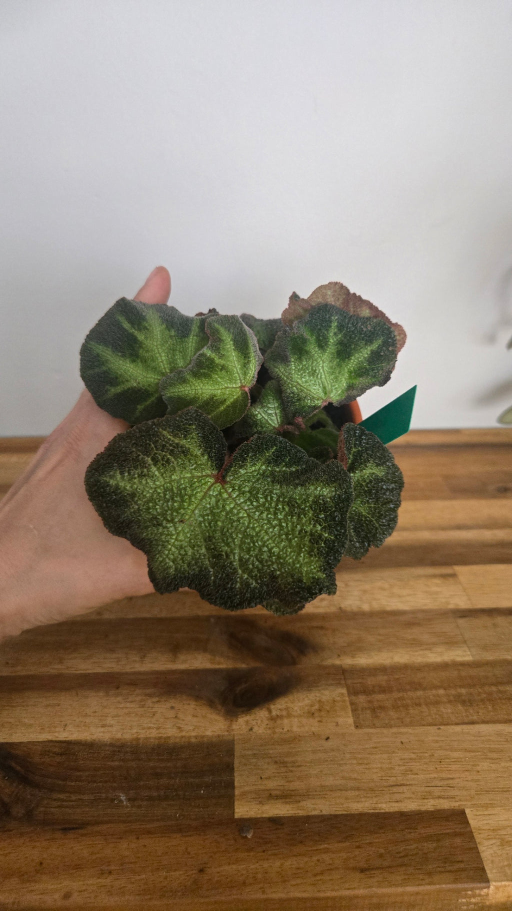 BEGONIA SOLI MUTATA