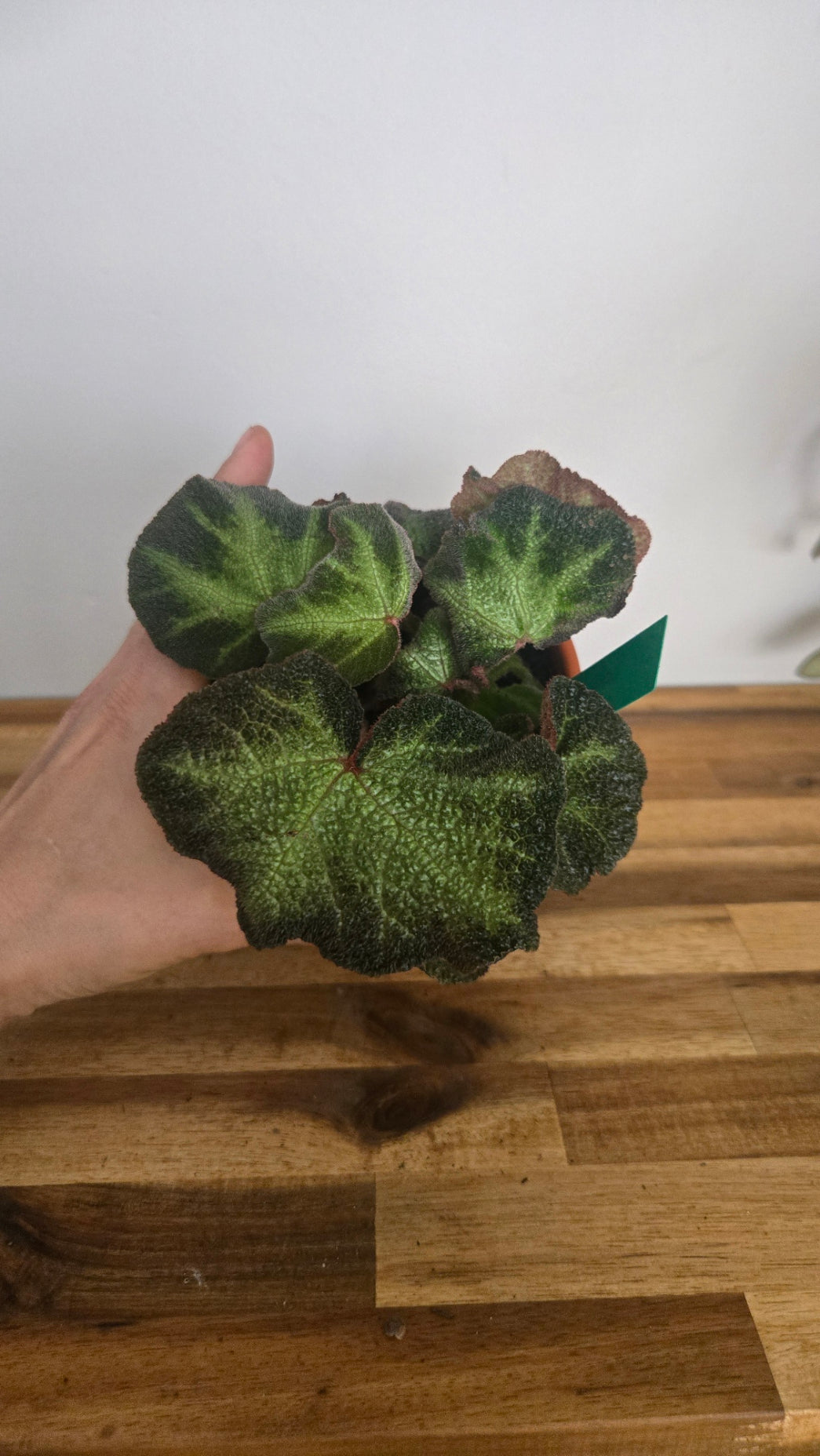 BEGONIA SOLI MUTATA