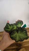 BEGONIA SOLI MUTATA