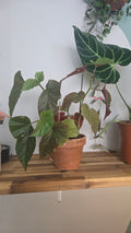 BEGONIA BAMBOU