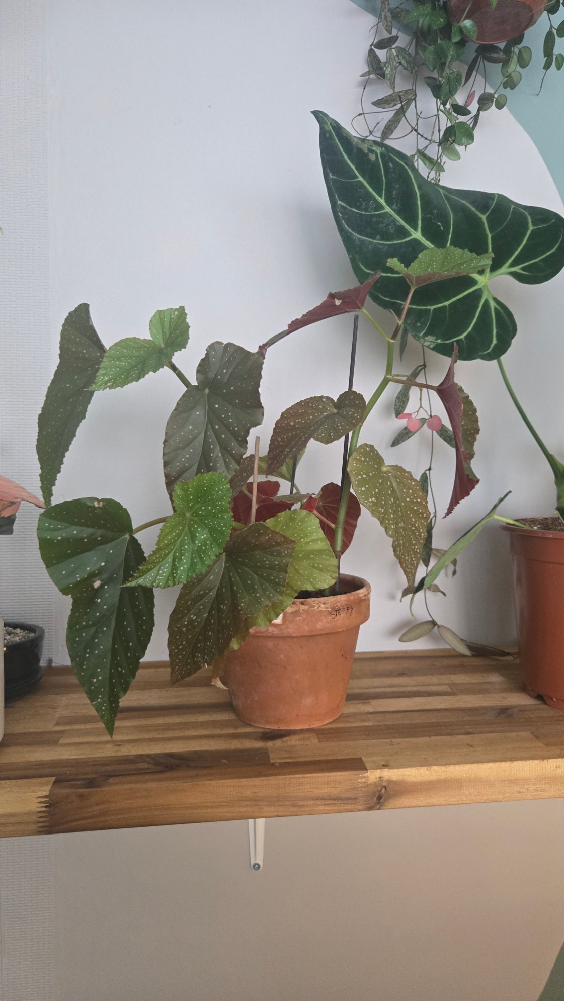 BEGONIA BAMBOU