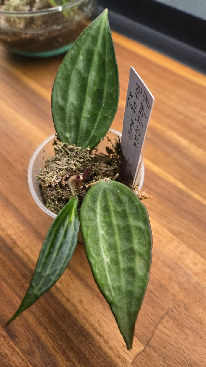 HOYA LATIFOLIA POT OF GOLD