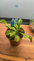 DIONAEA MUSCIPULA