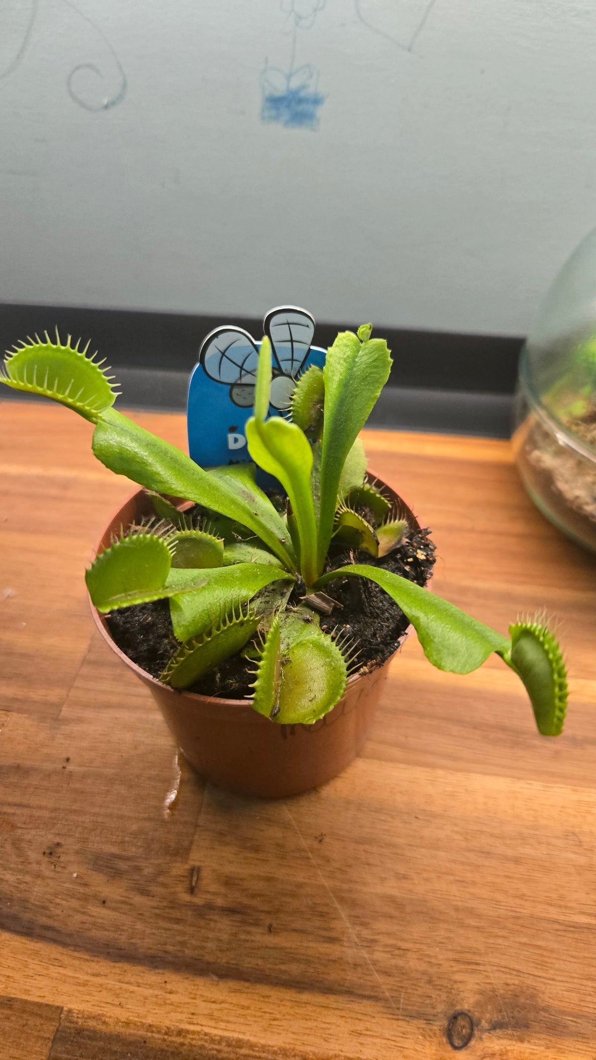 DIONAEA MUSCIPULA
