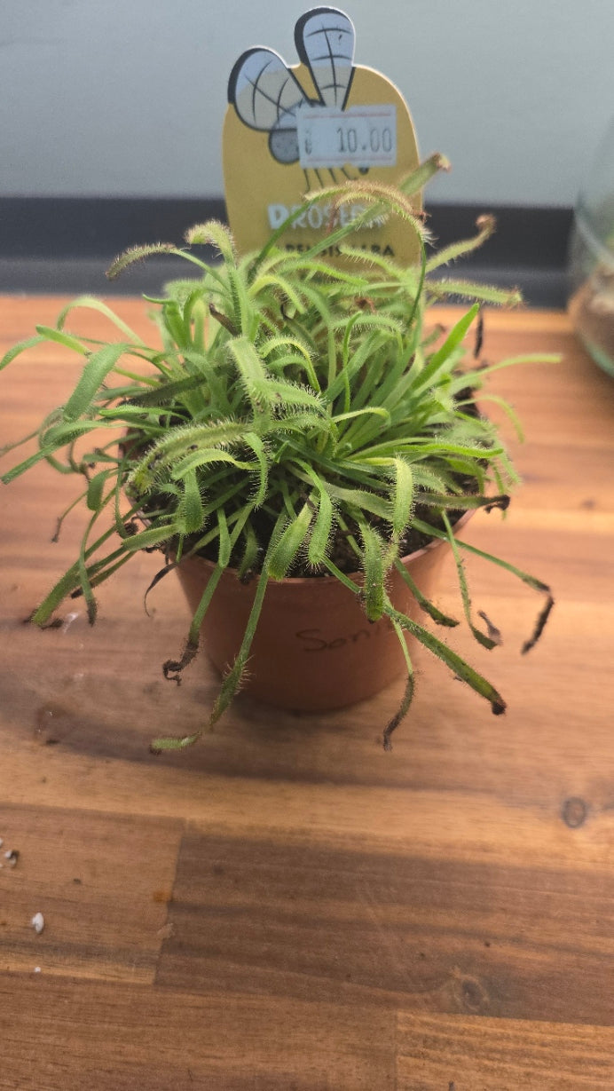 DROSERA CAPENSIS ALBA