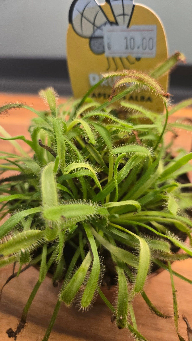 DROSERA CAPENSIS ALBA