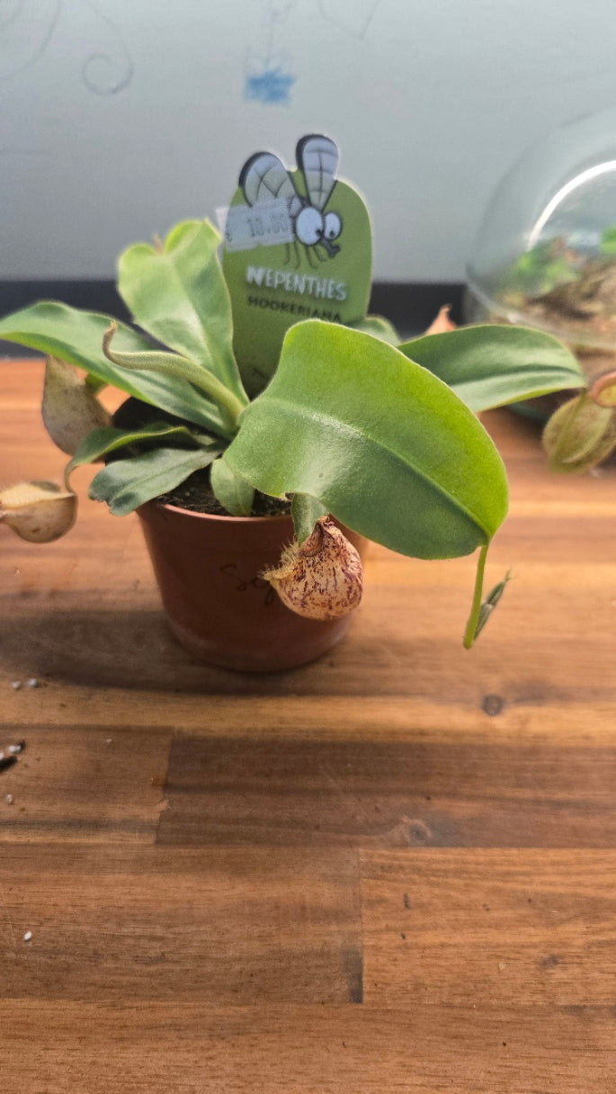 NEPENTHES HOOKERIANA