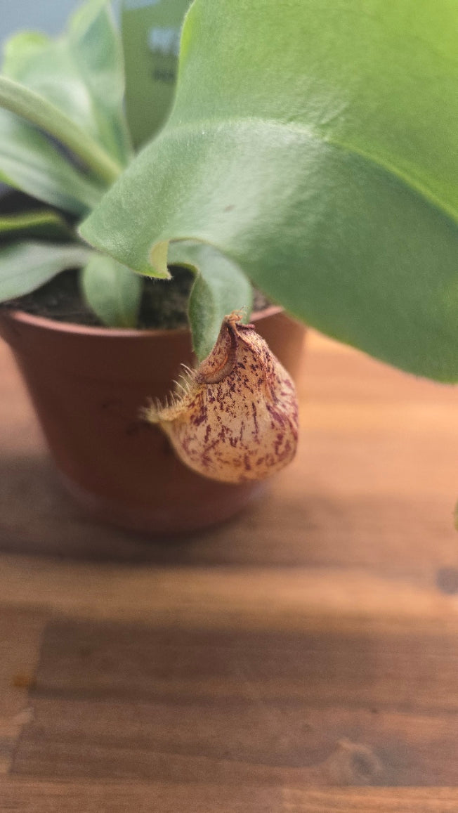 NEPENTHES HOOKERIANA