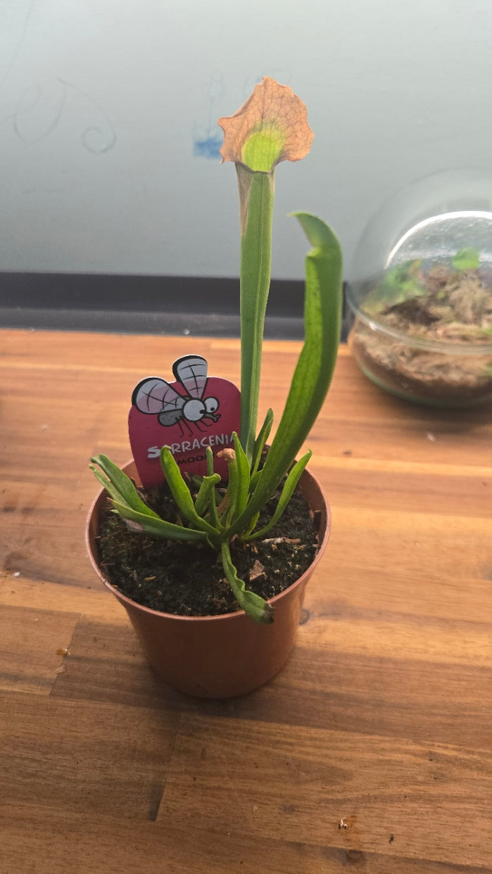 SERRACENIA SMOORII
