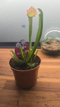 SERRACENIA SMOORII