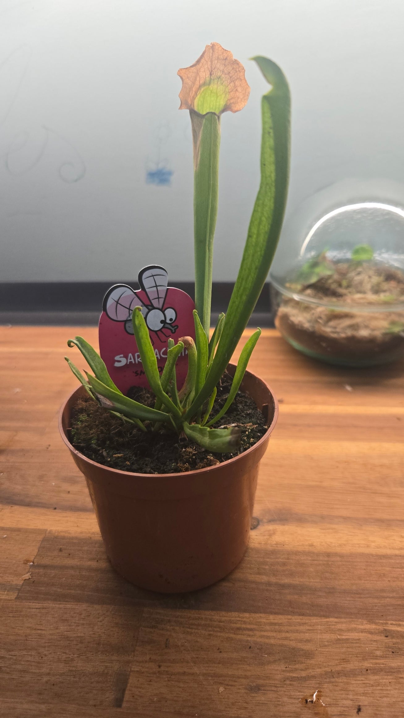 SERRACENIA SMOORII