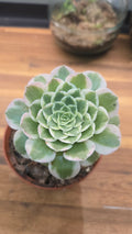 AEONIUM
