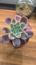 AEONIUM